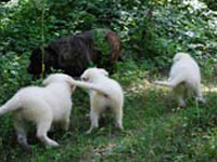 white dog puppies